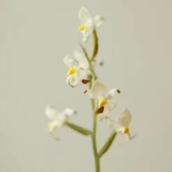 Ludisia Discolor - ‘Jewel Orchid’ Var. Nigrescens - Various Sizes -Eds Plant Shop ludisia discolor jewel orchid var nigrescens various sizes 525604