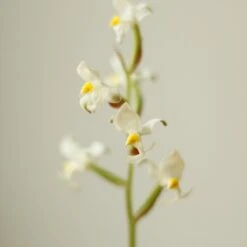 Ludisia Discolor - ‘Jewel Orchid’ Var. Nigrescens - Various Sizes -Eds Plant Shop ludisia discolor jewel orchid var nigrescens various sizes 595696