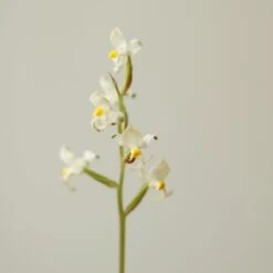 Ludisia Discolor - ‘Jewel Orchid’ Var. Nigrescens - Various Sizes -Eds Plant Shop ludisia discolor jewel orchid var nigrescens various sizes 677834