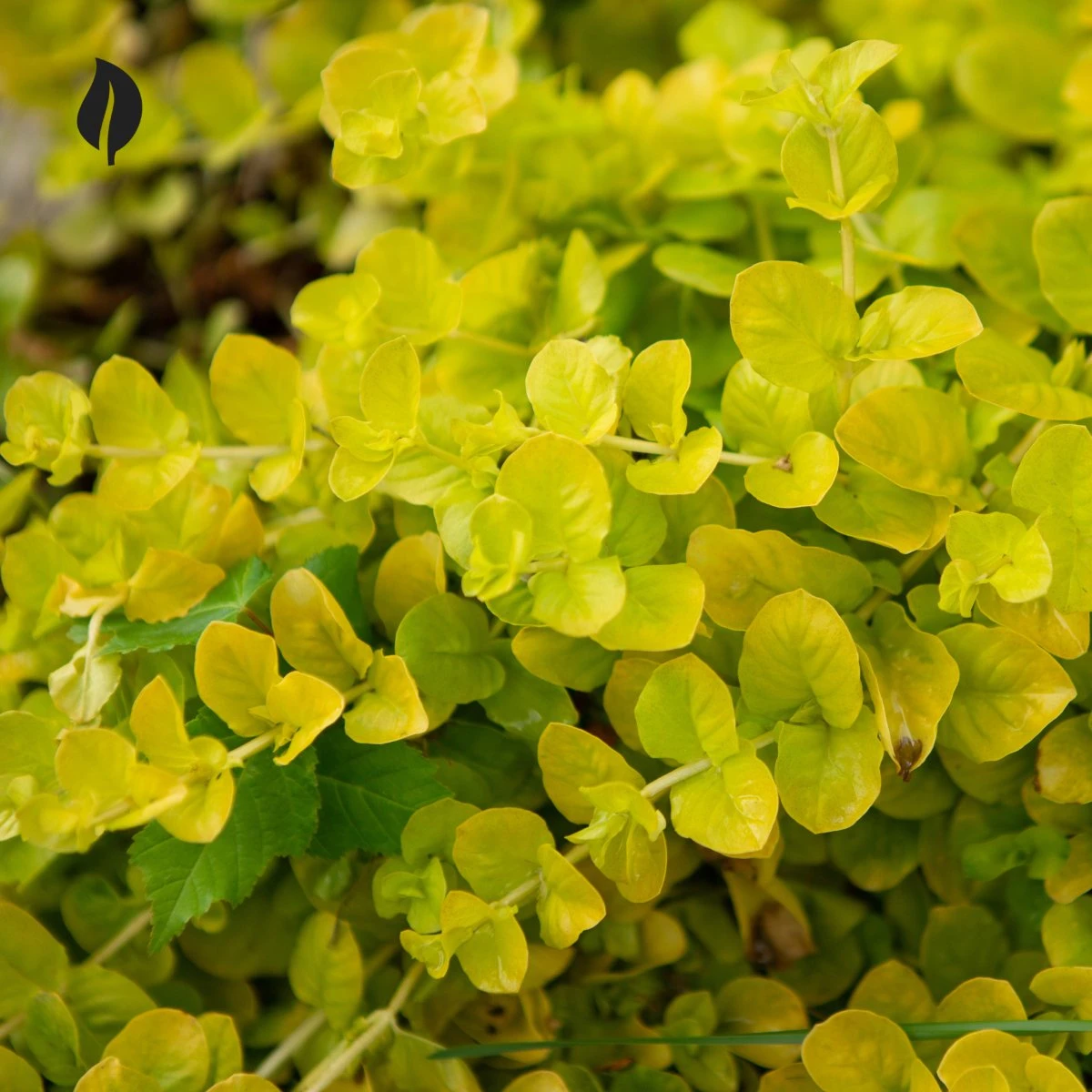 Lysimachia Nummularia - Creeping Jenny 4 Lysimachia Nummularia - Creeping Jenny - Image 2