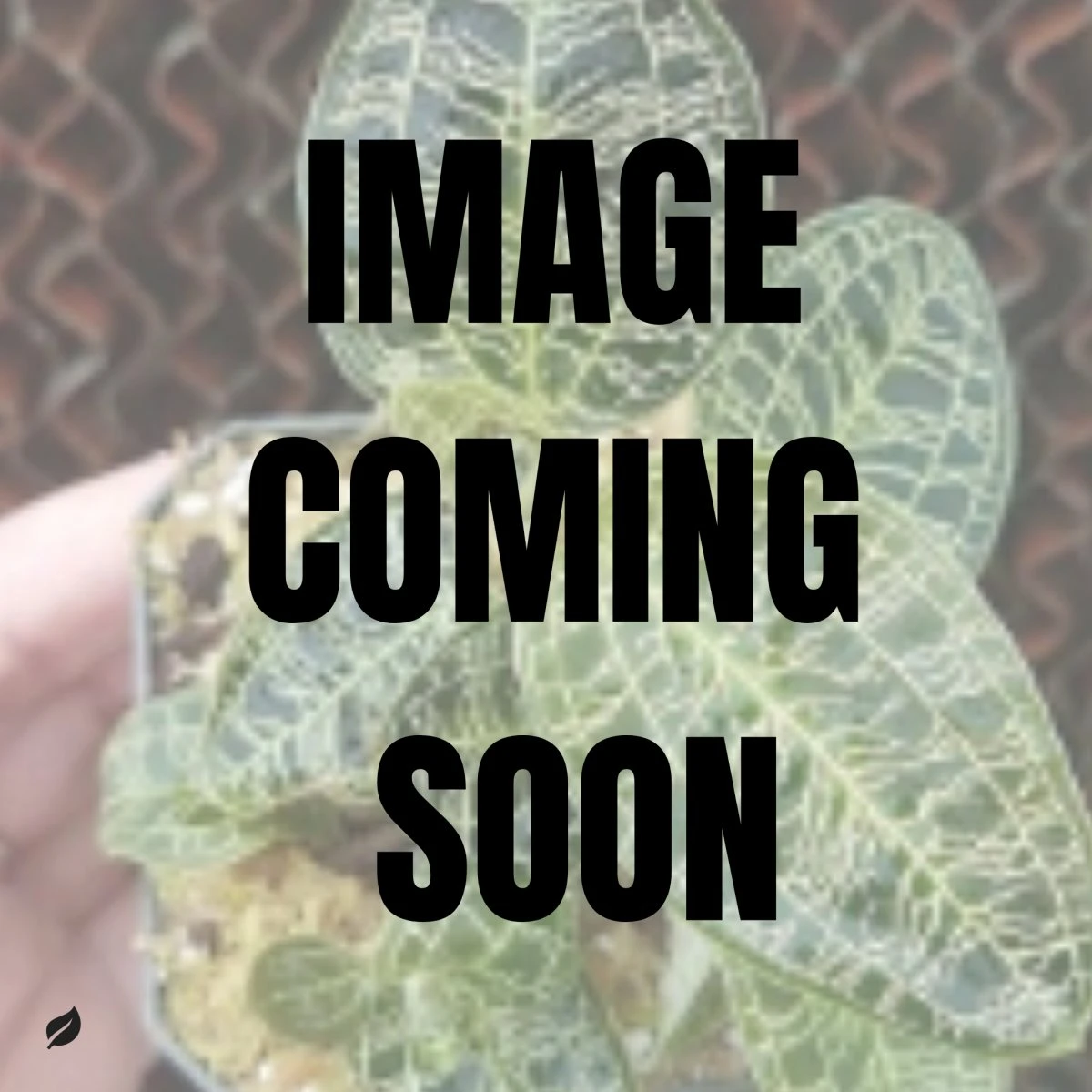 Macodes Petola - Green Jewel Orchid 3 Macodes Petola - Green Jewel Orchid