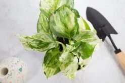 Epipremnum Aureum ‘Manjula’ Pothos - Rare Variegated Indoor Vine -Eds Plant Shop manjula pothos epipremnum aureum manjula 4 inch 171980