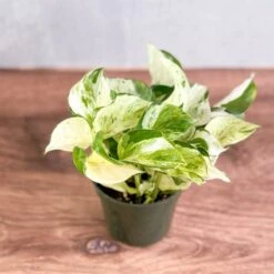 Epipremnum Aureum ‘Manjula’ Pothos - Rare Variegated Indoor Vine