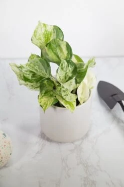 Epipremnum Aureum ‘Manjula’ Pothos - Rare Variegated Indoor Vine -Eds Plant Shop manjula pothos epipremnum aureum manjula 4 inch 793178