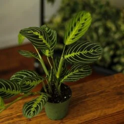 Maranta Leuconeura 'Lemon Prayer Plant' -Eds Plant Shop maranta leuconeura lemon lime prayer plant 507881