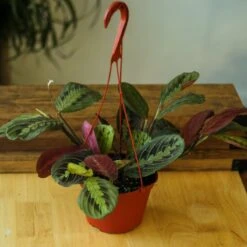 Maranta Leuconeura 'Red Prayer Plant' - Various Sizes -Eds Plant Shop maranta leuconeura red prayer plant various sizes 301651