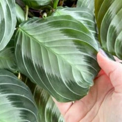 Maranta 'Silver Band' Prayer Plant - Hanging Basket