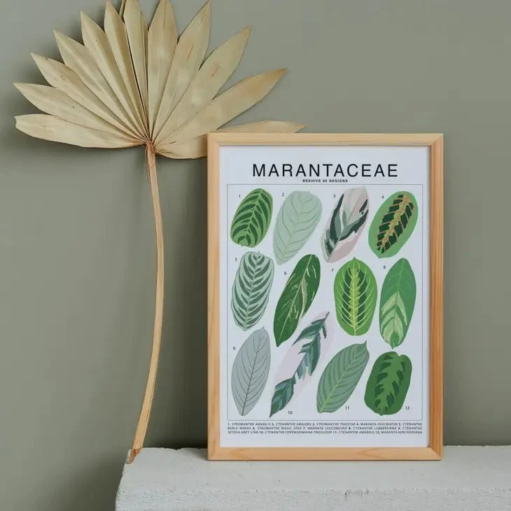 Marantaceae Species ID Chart -Botanical Houseplant Art Print 4 Marantaceae Species ID Chart -Botanical Houseplant Art Print - Image 2