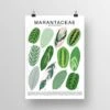 Marantaceae Species ID Chart -Botanical Houseplant Art Print -Eds Plant Shop marantaceae species id chart botanical houseplant art print 915055