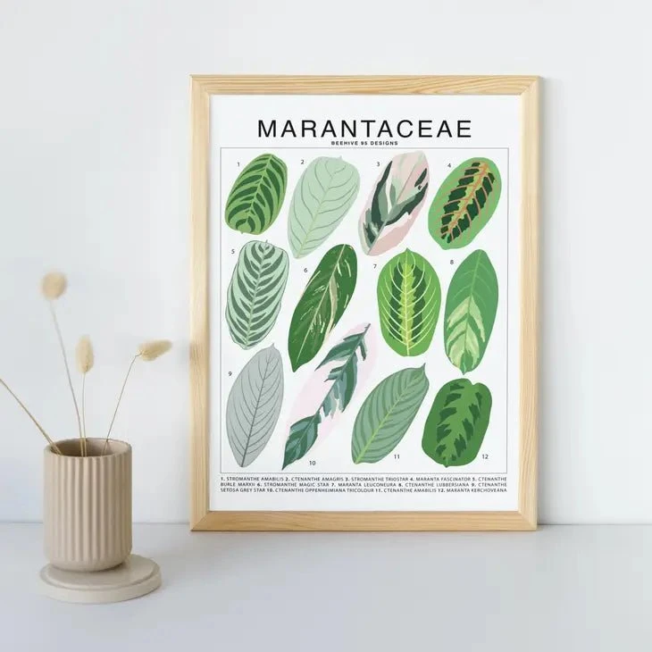 Marantaceae Species ID Chart -Botanical Houseplant Art Print 5 Marantaceae Species ID Chart -Botanical Houseplant Art Print - Image 3