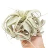 Medium TillandsiaXerographica Air Plant / 5-6 Inches Wide -Eds Plant Shop medium tillandsia xerographica air plant 5 6 inches wide 5043235