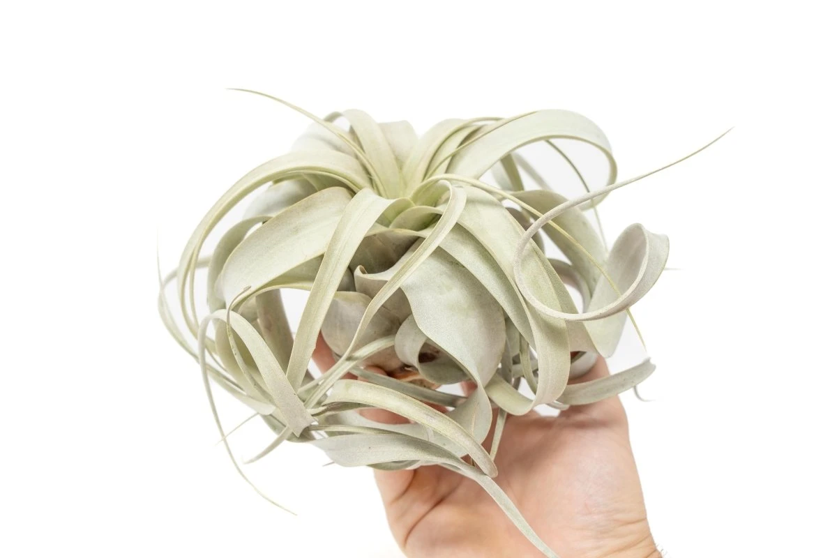 Medium TillandsiaXerographica Air Plant / 5-6 Inches Wide 3 Medium TillandsiaXerographica Air Plant / 5-6 Inches Wide