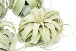 Eds Plant Shop -Eds Plant Shop medium tillandsia xerographica air plant 5 6 inches wide 7016019
