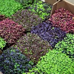 Microgreens & Herbs 3-Tier Walden White LED Grow Tent Kit 17 Microgreens & Herbs 3-Tier Walden White LED Grow Tent Kit -Eds Plant Shop microgreens herbs 3 tier walden white led grow tent kit 211196