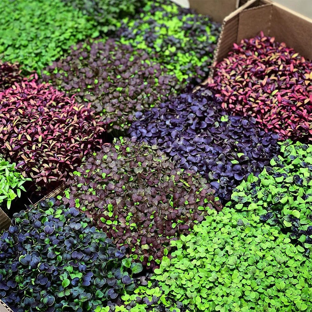 Microgreens & Herbs 3-Tier Walden White LED Grow Tent Kit 10 Microgreens & Herbs 3-Tier Walden White LED Grow Tent Kit - Image 8