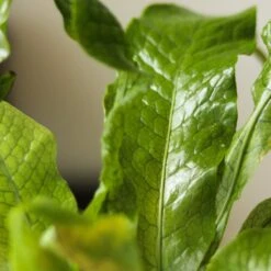 Microsorum Musifolium ‘Crocodile Fern’ - Various Sizes -Eds Plant Shop microsorum musifolium crocodile fern various sizes 572290