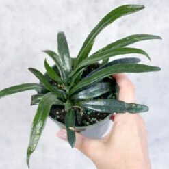 Microsorum Thailandicum - Blue Oil Fern -Eds Plant Shop microsorum thailandicum blue oil fern 4 inch 978422