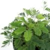 Mimosa Pudica - Sensitive Plant - 3.5 Inch 1 Mimosa Pudica - Sensitive Plant - 3.5 Inch -Eds Plant Shop mimosa pudica sensitive plant 35 inch 591321