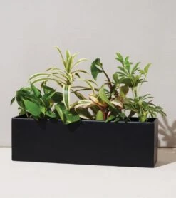 Modern Sprout Black And White Planter Box | Holds Three 4" Plants 10 Modern Sprout Black And White Planter Box | Holds Three 4" Plants -Eds Plant Shop modern sprout black and white planter box holds three 4 plants 102432