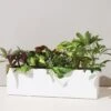 Modern Sprout Black And White Planter Box | Holds Three 4" Plants 2 Modern Sprout Black And White Planter Box | Holds Three 4" Plants -Eds Plant Shop modern sprout black and white planter box holds three 4 plants 899196