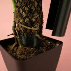 Moisture Guard Plant Poles -Eds Plant Shop moisture guard plant poles 325806