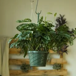 Monstera Adansonii Swiss Cheese Plant -Eds Plant Shop monstera adansonii swiss cheese plant 4 inch 465251