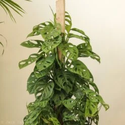 Monstera Adansonii Swiss Cheese Plant -Eds Plant Shop monstera adansonii swiss cheese plant 4 inch 811760