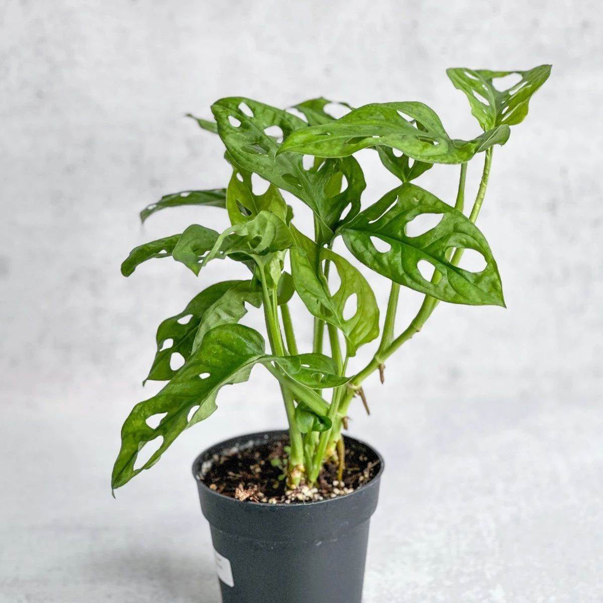 Monstera Adansonii 'Wide Form' 4.5 Inch 4 Monstera Adansonii 'Wide Form' 4.5 Inch - Image 2