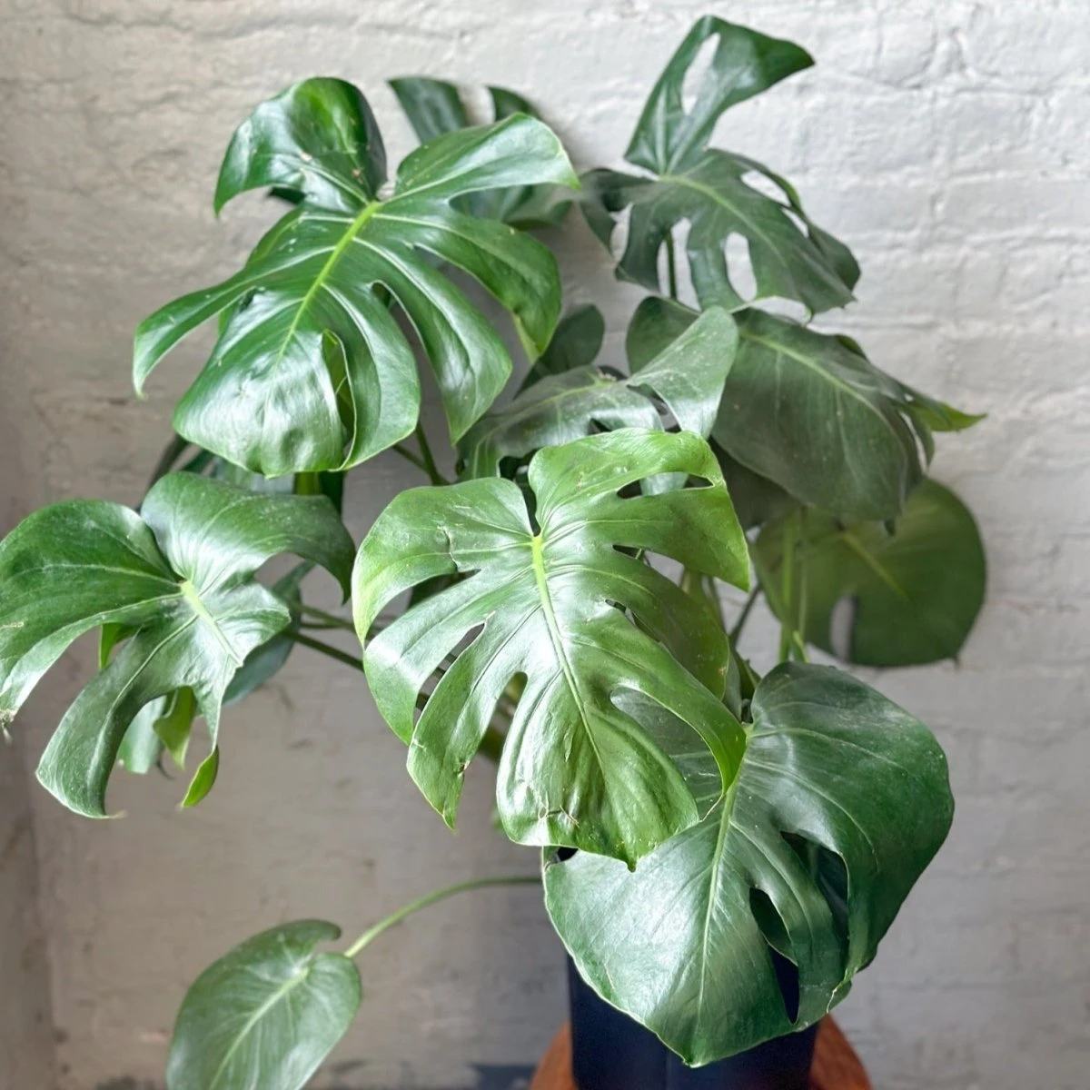 Monstera Deliciosa Floor Plant 5 Monstera Deliciosa Floor Plant - Image 3