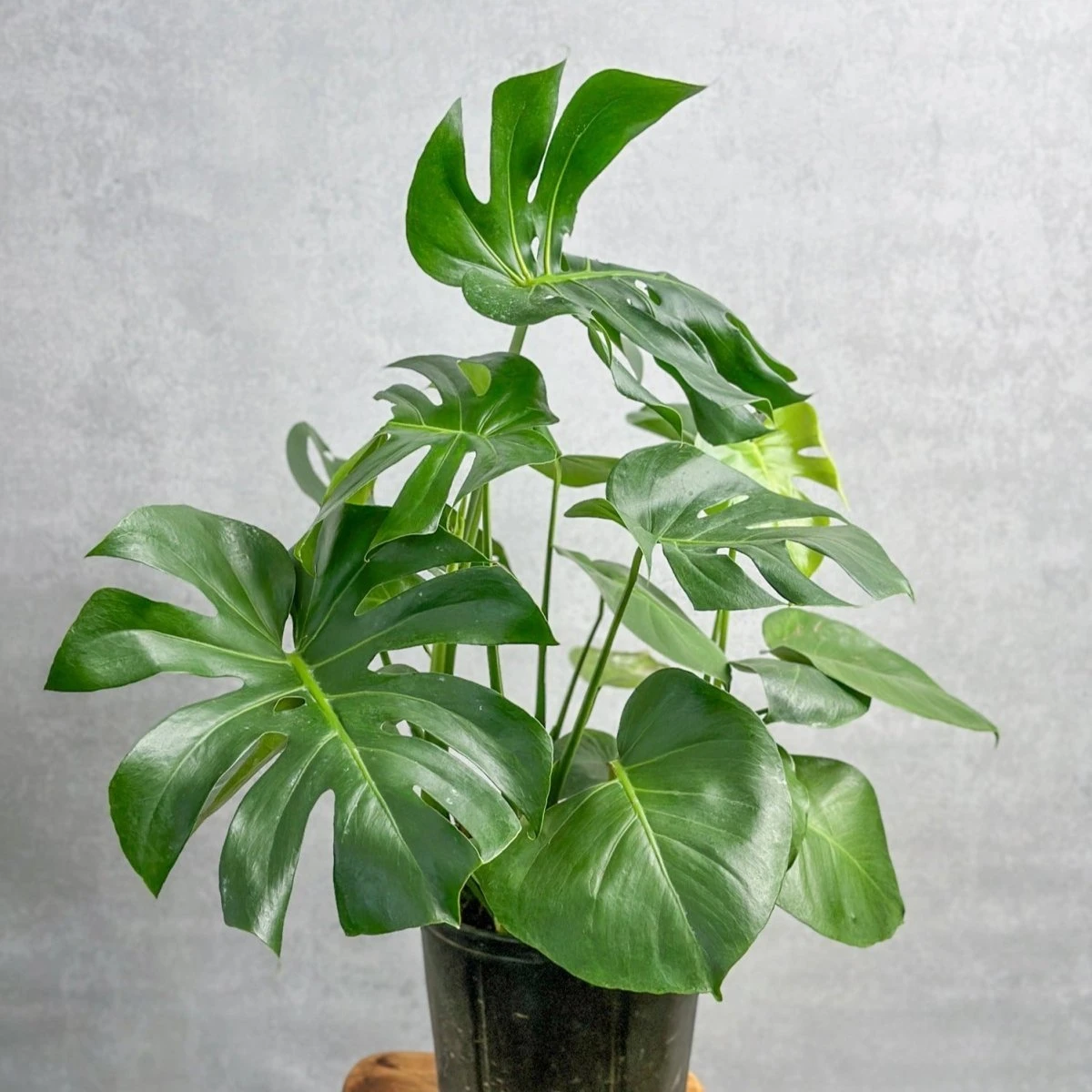 Monstera Deliciosa Floor Plant 3 Monstera Deliciosa Floor Plant