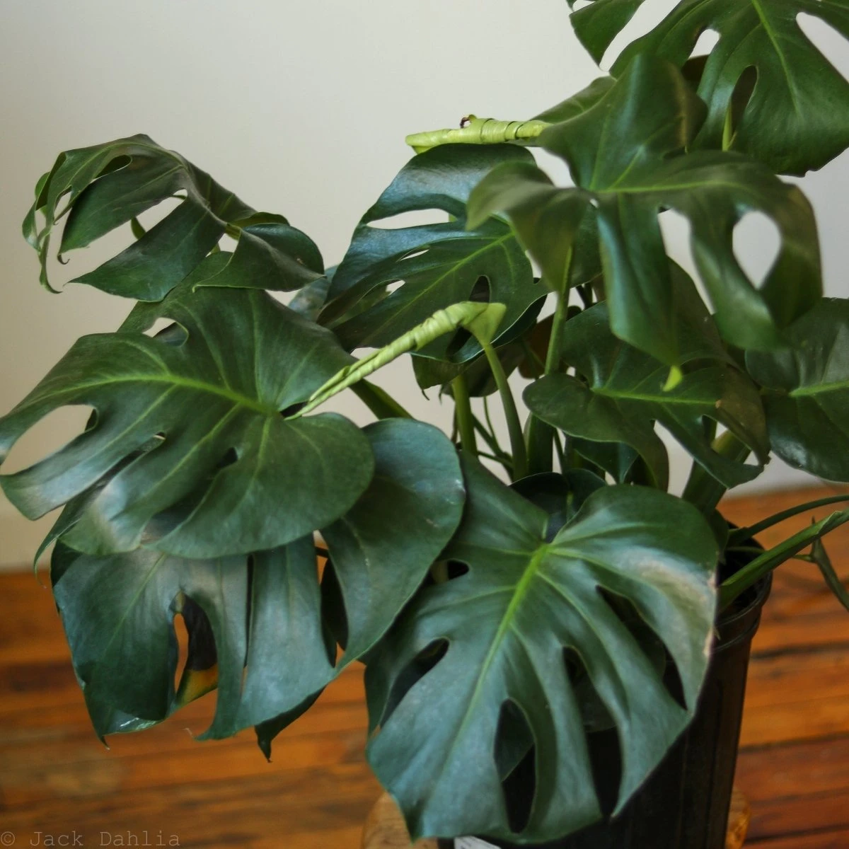Monstera Deliciosa Floor Plant 6 Monstera Deliciosa Floor Plant - Image 4