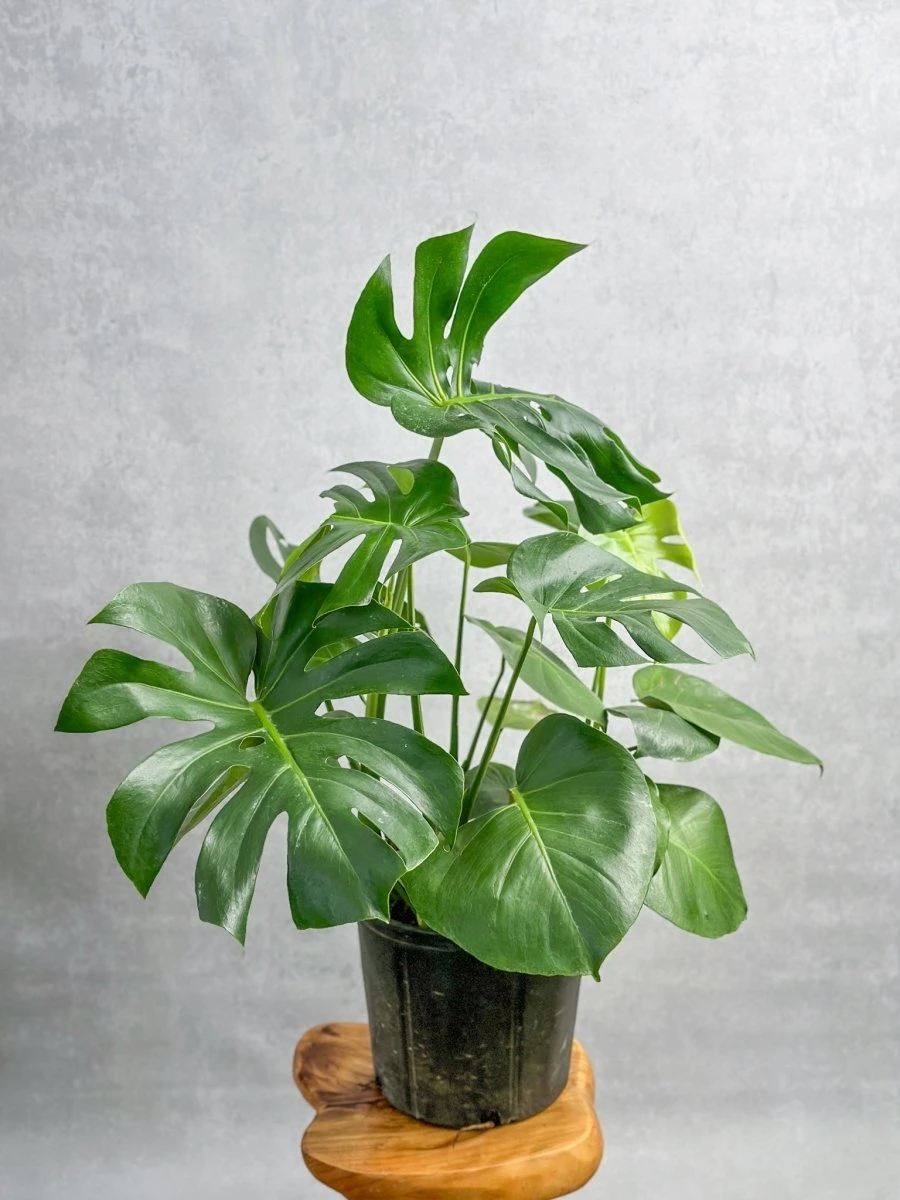 Monstera Deliciosa Floor Plant 4 Monstera Deliciosa Floor Plant - Image 2