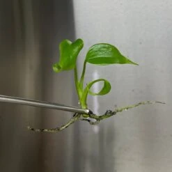 Monstera Deliciosa Sierrana Plantlets -Eds Plant Shop monstera deliciosa sierrana plantlets 100625