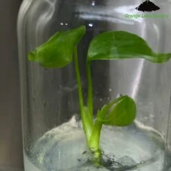 Monstera Deliciosa Sierrana Plantlets -Eds Plant Shop monstera deliciosa sierrana plantlets 333034