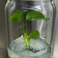 Monstera Deliciosa Sierrana Plantlets