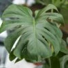 Monstera Deliciosa - Split-Leaf Philodendron -Eds Plant Shop monstera deliciosa split leaf philodendron various sizes 400885