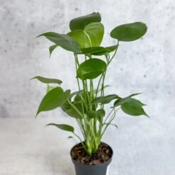 Monstera Deliciosa - Split-Leaf Philodendron -Eds Plant Shop monstera deliciosa split leaf philodendron various sizes 543663