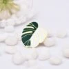 Monstera Leaf Pin -Eds Plant Shop monstera leaf pin 725679