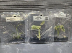 Monstera Madness Bundle - 3 Plantlets