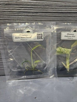 Monstera Madness Bundle - 3 Plantlets -Eds Plant Shop monstera madness bundle 3 plantlets 875035