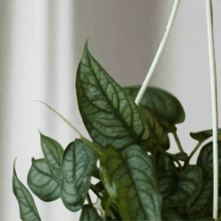 Monstera Siltepecana - Silverleaf Monstera Hanging Basket -Eds Plant Shop monstera siltepecana silver monstera 795408