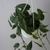 Monstera Siltepecana - Silverleaf Monstera Hanging Basket -Eds Plant Shop monstera siltepecana silverleaf monstera hanging basket 565316