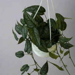 Monstera Siltepecana - Silverleaf Monstera Hanging Basket