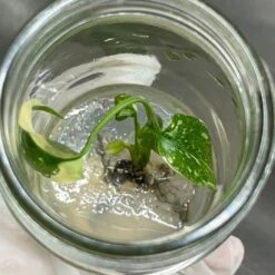 Monstera 'Thai Constellation' Plantlets- 4 Pack -Eds Plant Shop monstera thai constellation plantlets 4 pack 406911