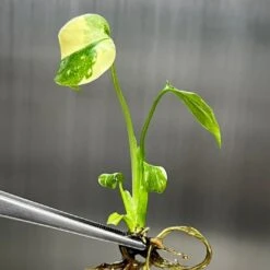 Monstera 'Thai Constellation' Plantlets- 4 Pack
