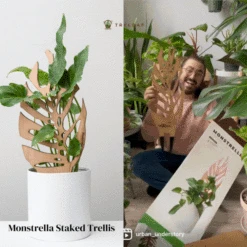 Monstrella - Monstera Plant Support & Trellis -Eds Plant Shop monstrella monstera plant support trellis 899377
