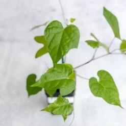 Morning Glory 'Scarlet O’Hara’- Pink Morning Glory 8 Morning Glory 'Scarlet O’Hara’- Pink Morning Glory -Eds Plant Shop morning glory scarlet ohara pink morning glory 479123