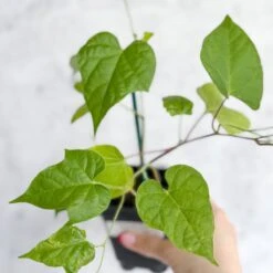Morning Glory 'Scarlet O’Hara’- Pink Morning Glory