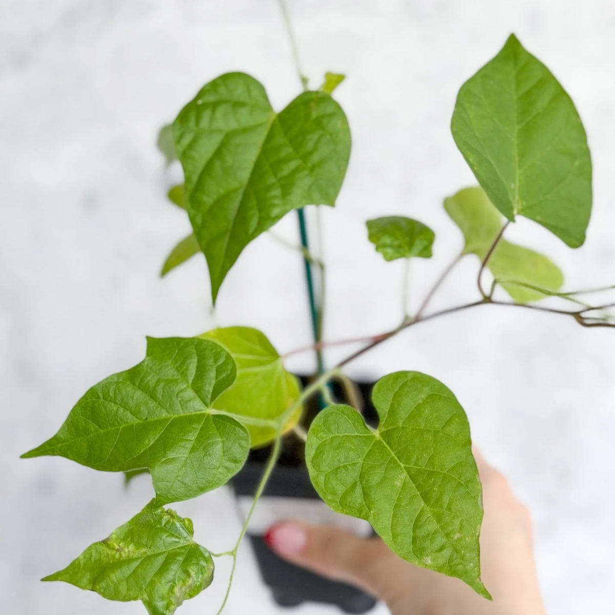 Morning Glory 'Scarlet O’Hara’- Pink Morning Glory 3 Morning Glory 'Scarlet O’Hara’- Pink Morning Glory