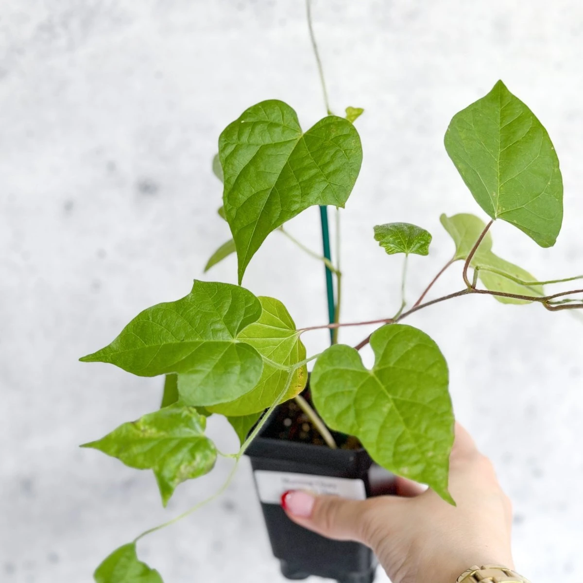 Morning Glory 'Scarlet O’Hara’- Pink Morning Glory 6 Morning Glory 'Scarlet O’Hara’- Pink Morning Glory - Image 4